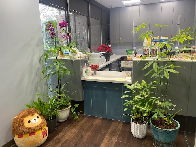 front desk photo with squishmellows and plants