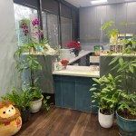 front desk photo with squishmellows and plants